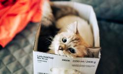 Featured image of post Moving to Github